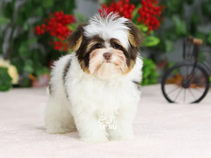 Morkie 4