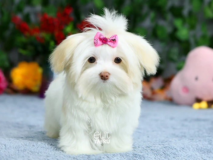 Morkie 5