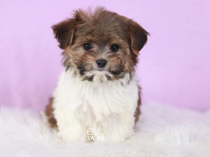 Morkie 3