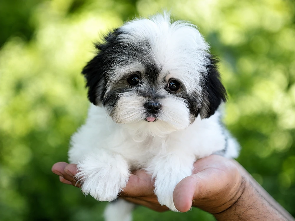 Morkie 2
