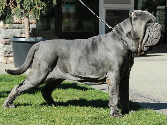 Napoliten Mastiff 4