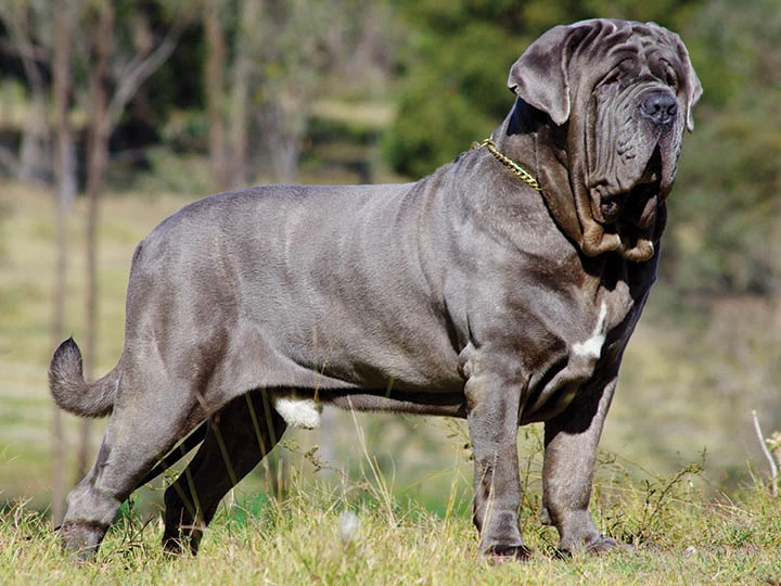 Napoliten Mastiff 3