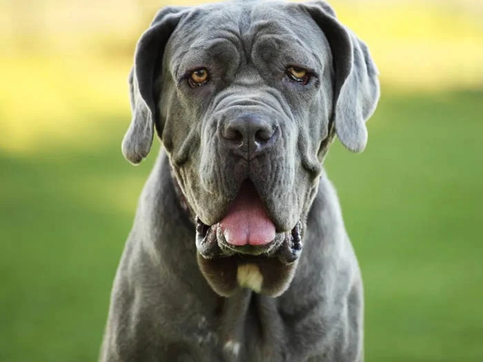 Napoliten Mastiff 5