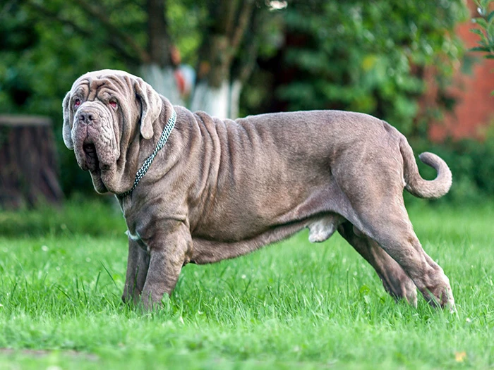 Napoliten Mastiff 2