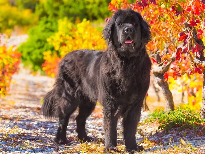 Newfoundland 2
