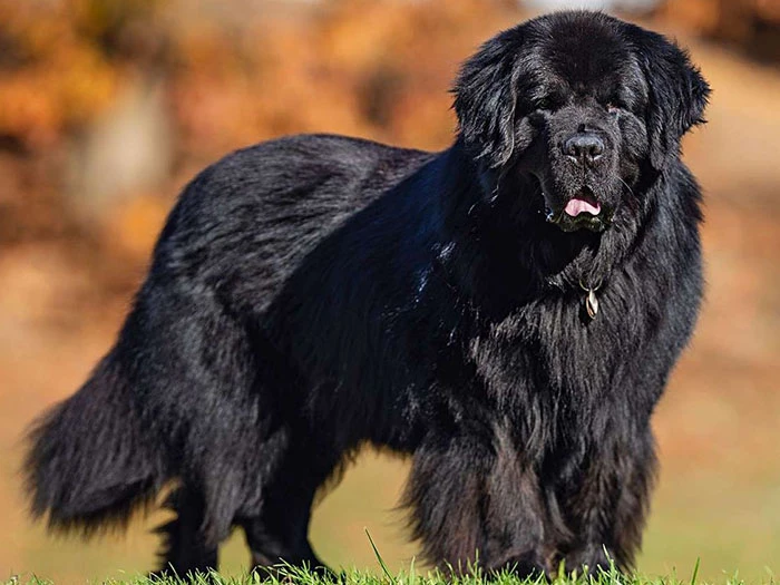 Newfoundland 3