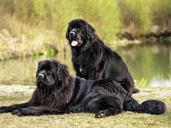 Newfoundland 4
