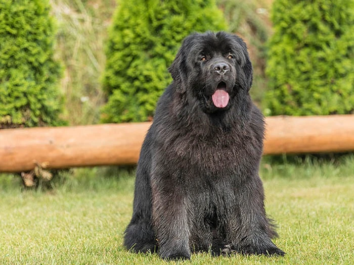 Newfoundland 5