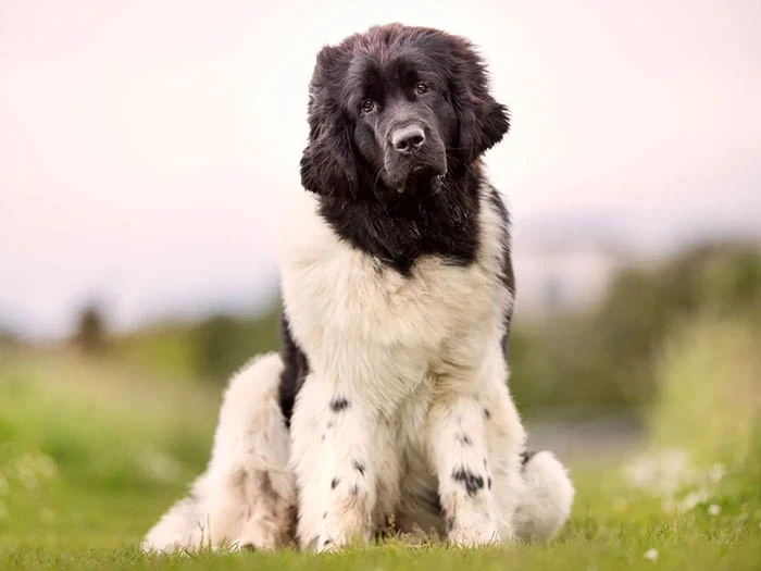 Newfoundland 6