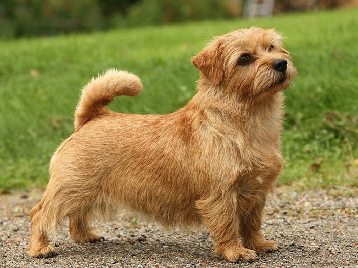 Norfolk Terrier 4