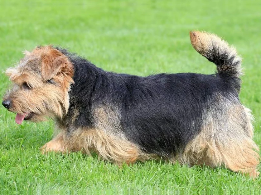 Norfolk Terrier 1