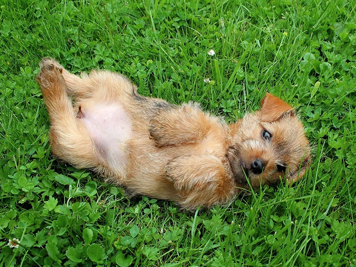Norfolk Terrier 3