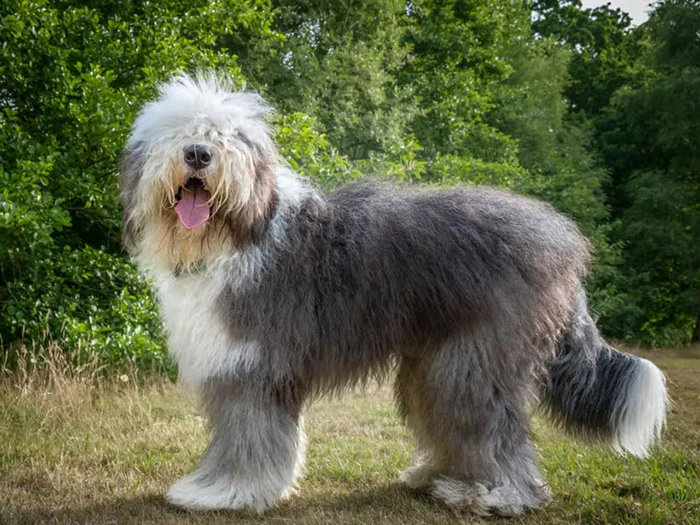 Old English Sheepdog 4
