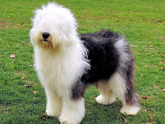Old English Sheepdog 2