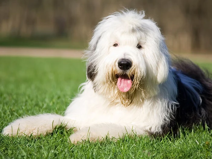 Old English Sheepdog 3