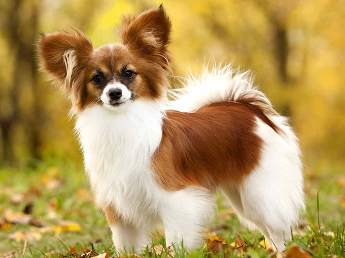 Papillon 2