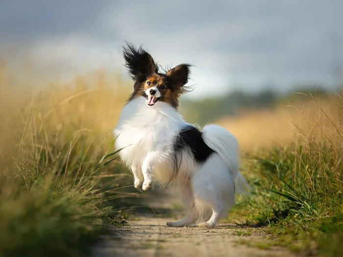 Papillon 5