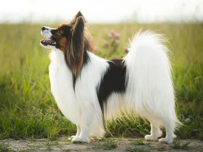Papillon 3