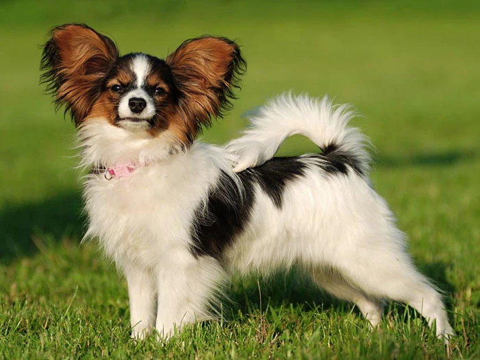 Papillon 4