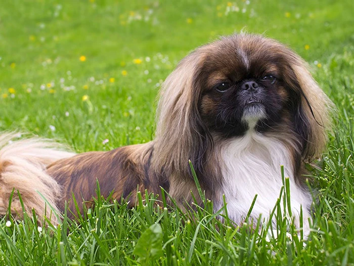 Pekingese 2