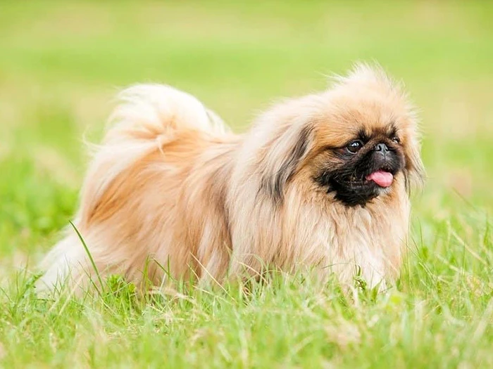 Pekingese 3
