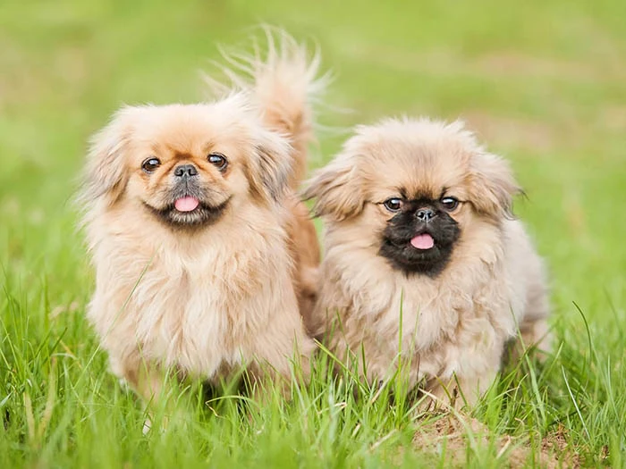 Pekingese 5