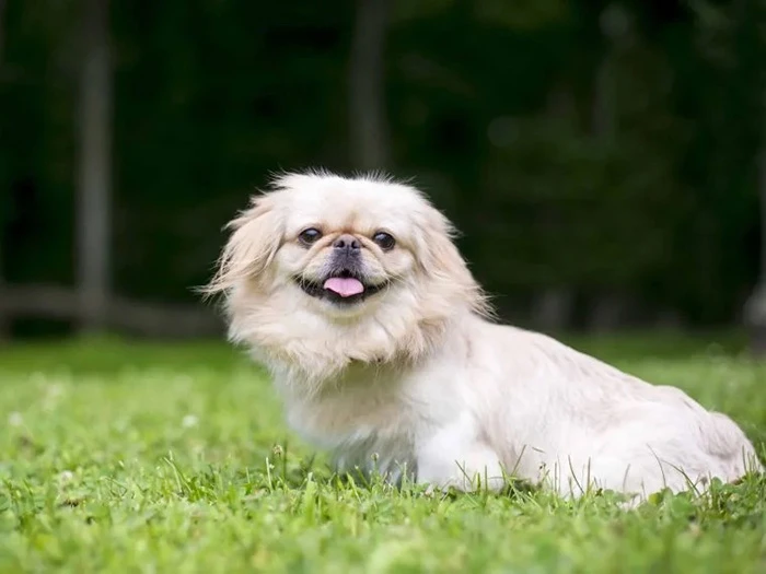 Pekingese 4