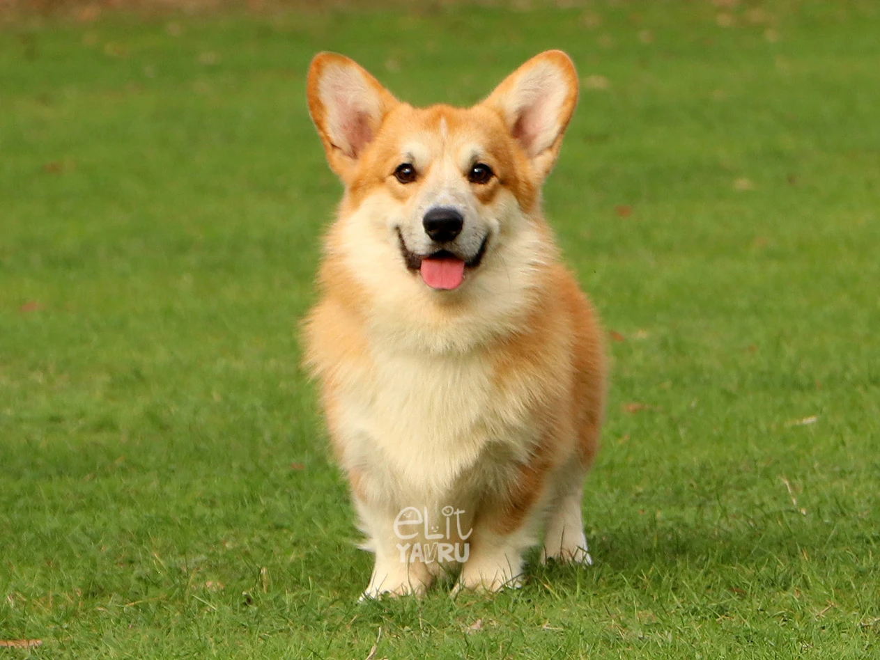 Pembroke Welsh Corgi 4