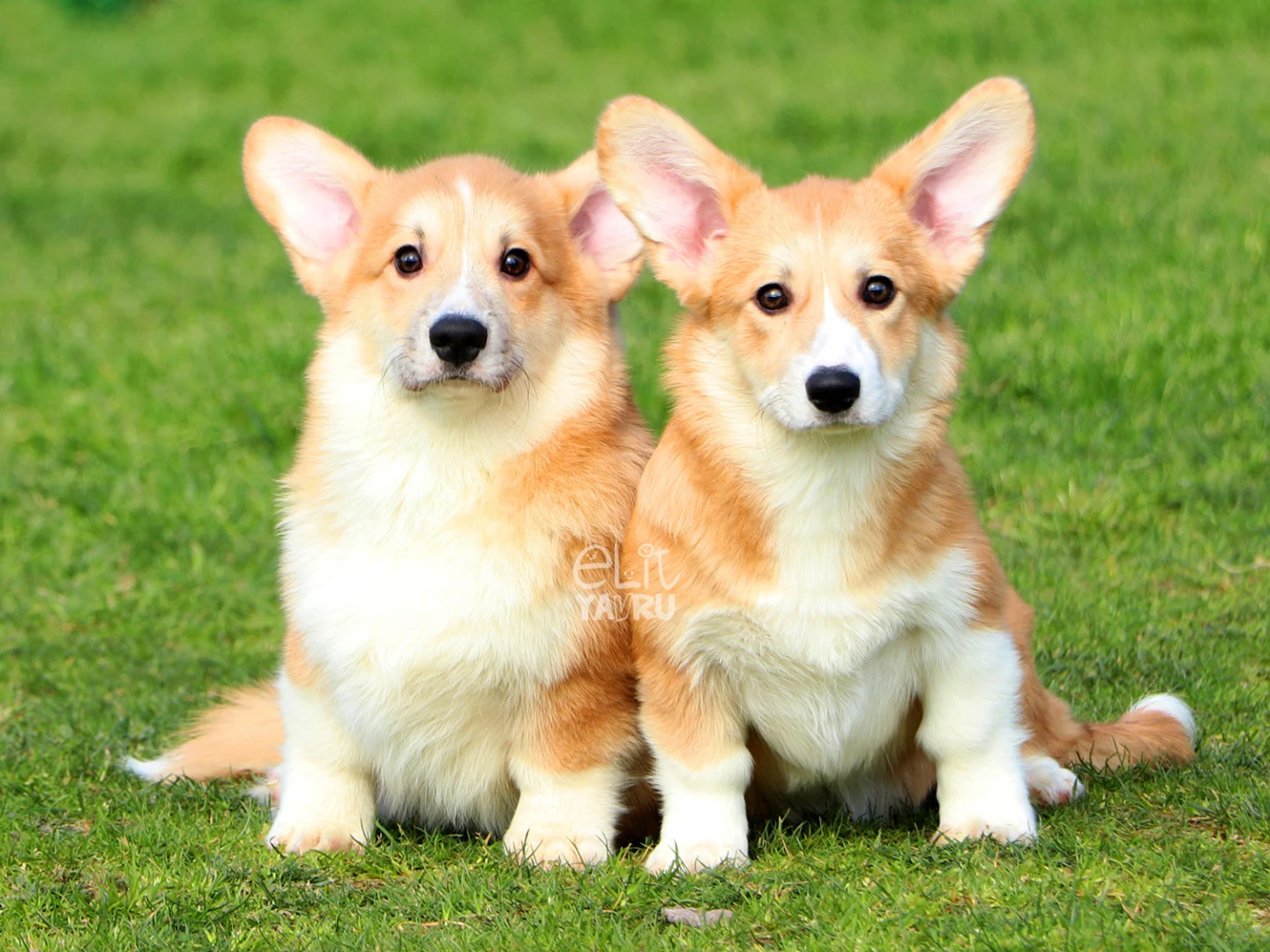 Pembroke Welsh Corgi 3