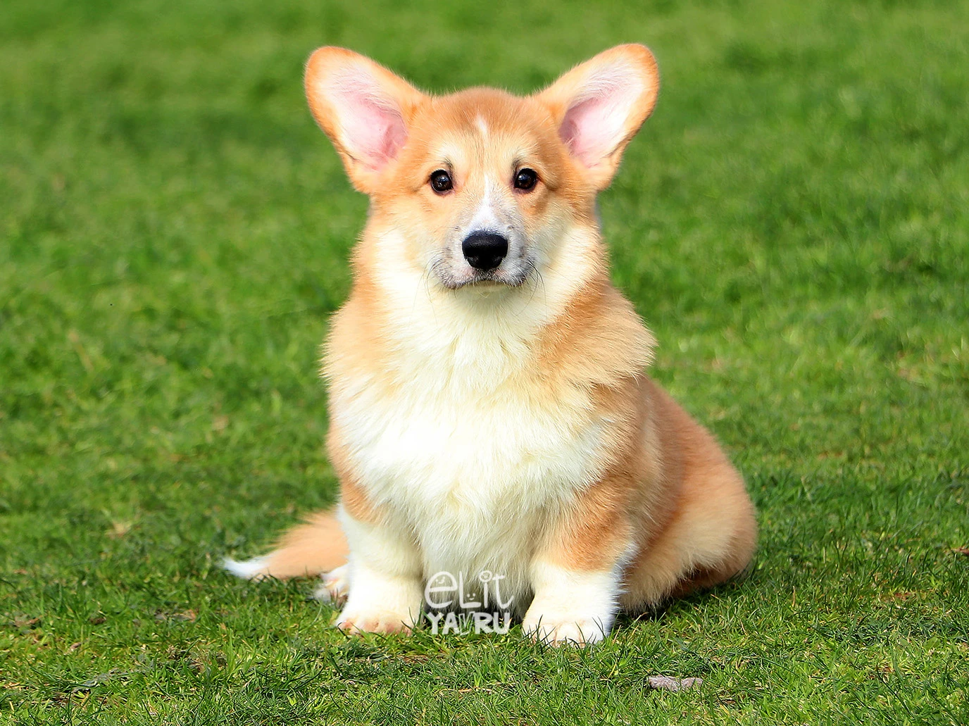 Pembroke Welsh Corgi 2