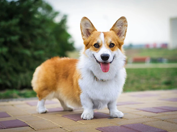 Pembroke Welsh Corgi 5