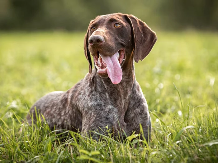 Pointer 4
