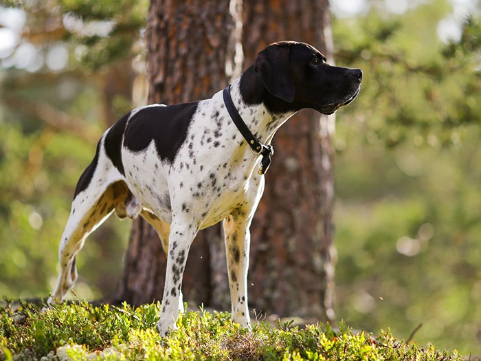 Pointer 5