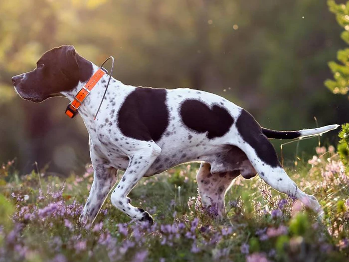 Pointer 3