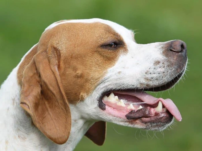 Pointer 2