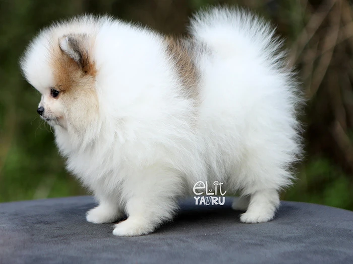  Pomeranian 1