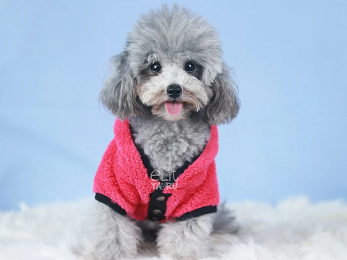 Poodle 9