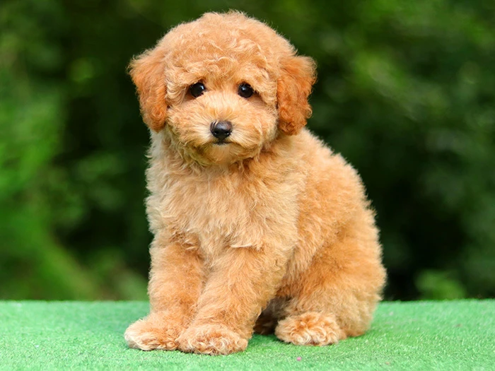 Poodle 6