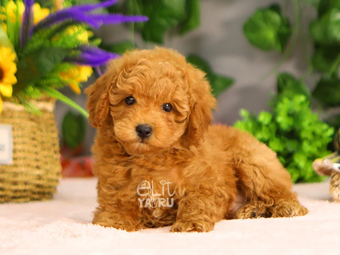 Poodle 7