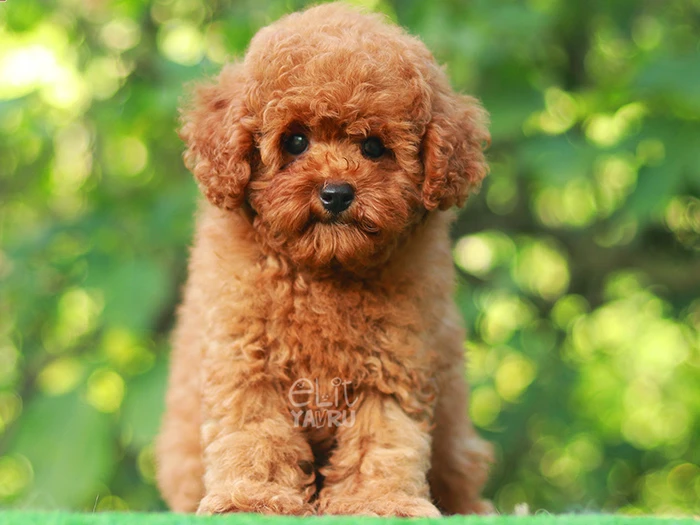 Poodle 2