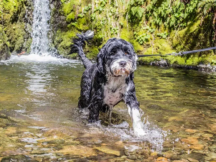 Portekiz Su Köpeği 5