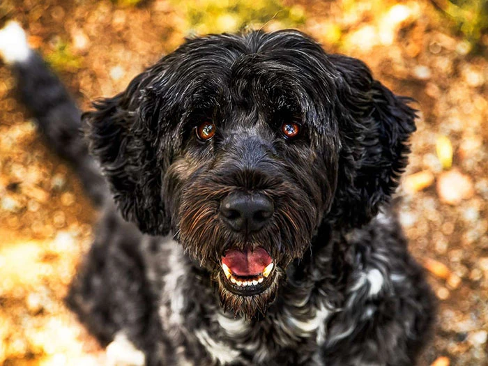 Portekiz Su Köpeği 2