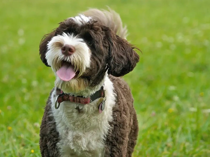 Portekiz Su Köpeği 3