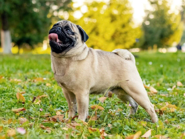 Pug (Mops) 5