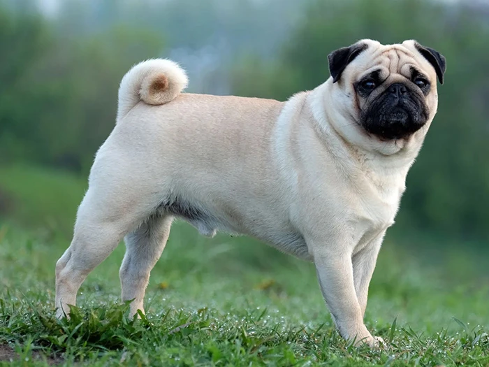 Pug (Mops) 3