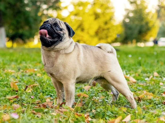 Pug (Mops) 2