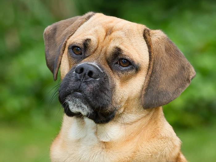 Puggle 4