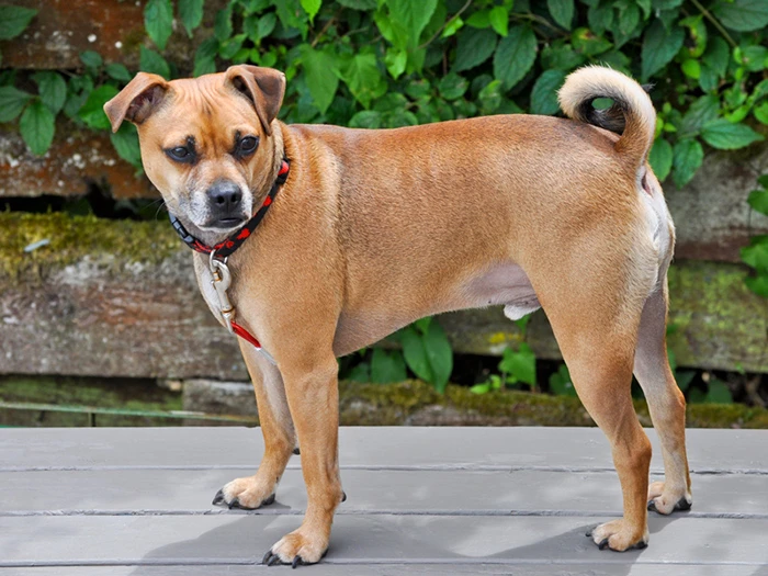 Puggle 3