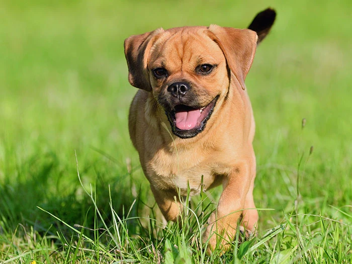 Puggle 5