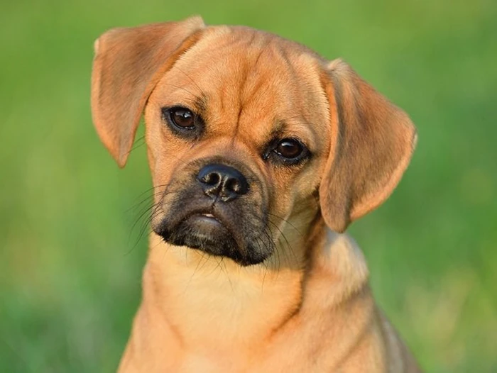 Puggle 2